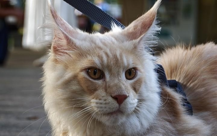 螺蛳壳里做道场，手机成了相机模样｜硬哲学