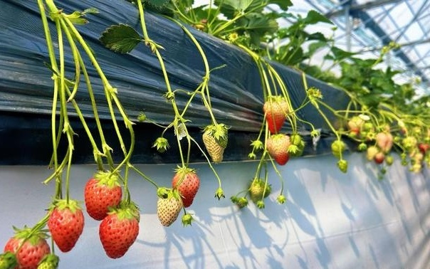 草莓采摘机器人练出“海葵手”，轻松搞定无损采收