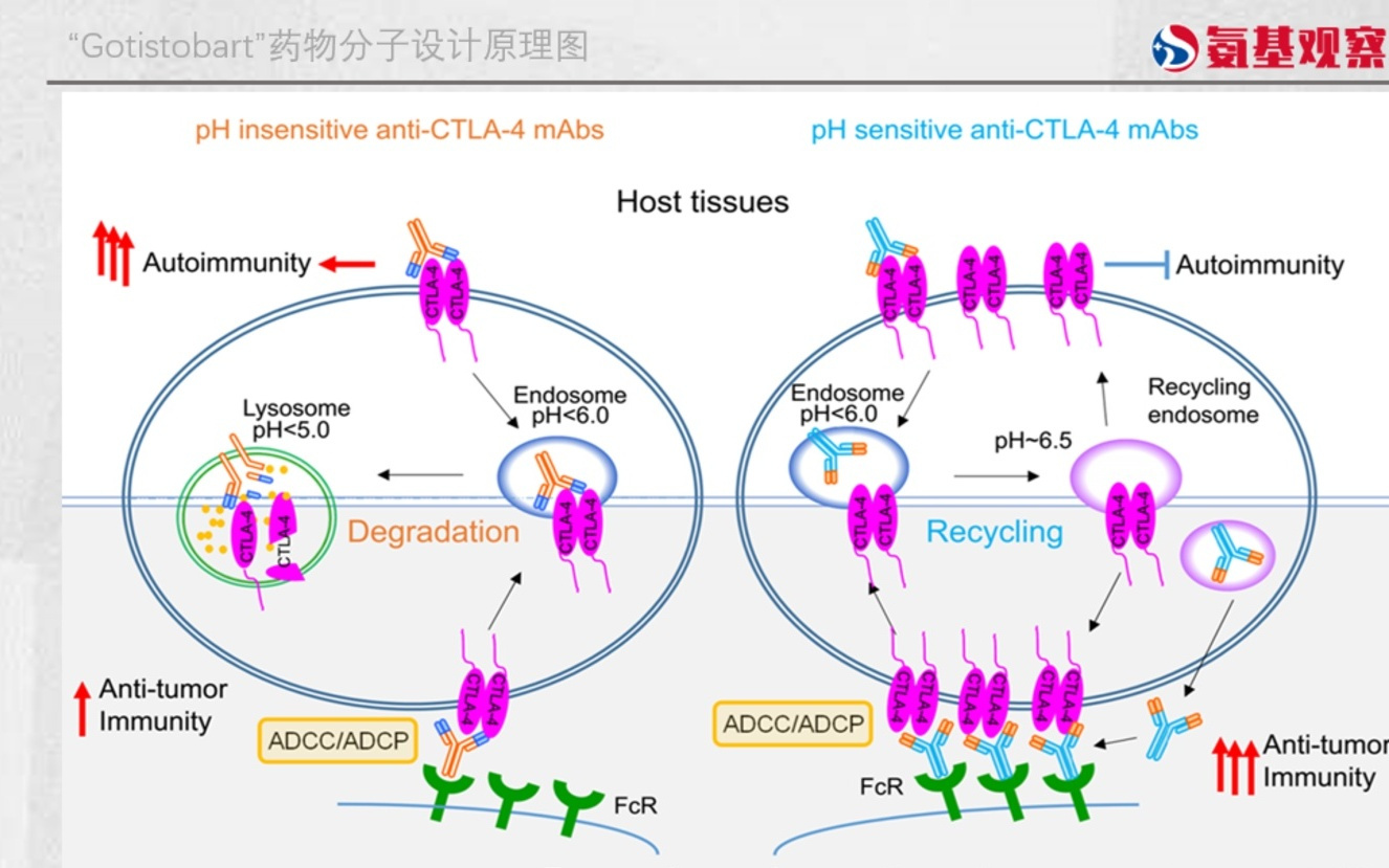 CTLA-4又坐上了牌桌
