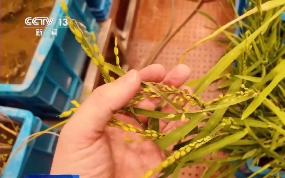 如何实现种一次收多年？科研团队详解“长寿水稻”