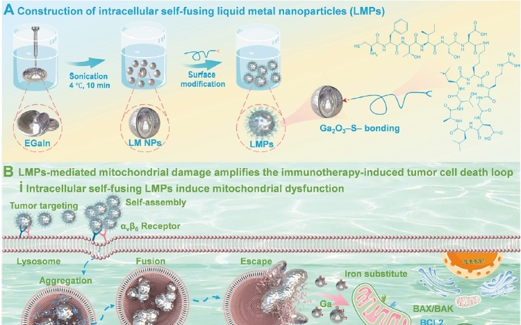 中科院理化所：在自融合液态金属变形机制方面取得新进展