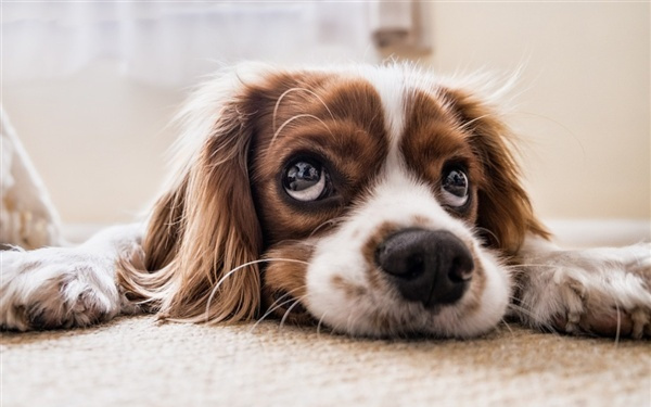 彻底告别“星期宠”！京东发布全国首个互联网宠物犬猫交易标准