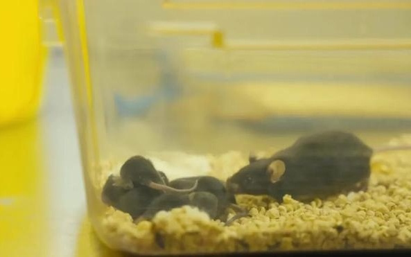 太空归来，它们当父母了