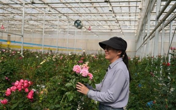 让月季叫宝华,科学家千万要听劝|记者手记