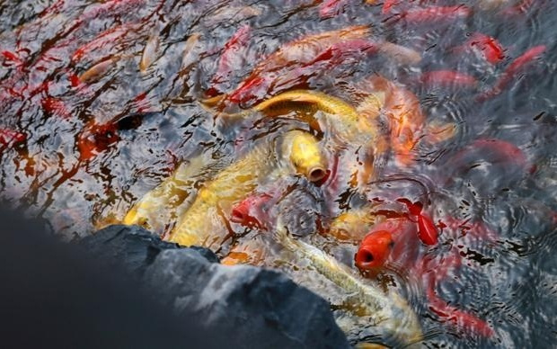 申城科研团队找出调控鱼类性状发育的“隐藏按钮”，未来鱼类育种或有大不同！