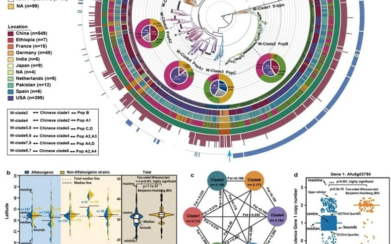 我科研团队揭示黄曲霉种群产毒素系统新机制