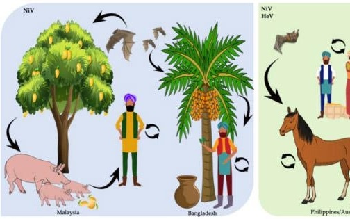 面对尼帕病毒，别急着炒作“有效药物”