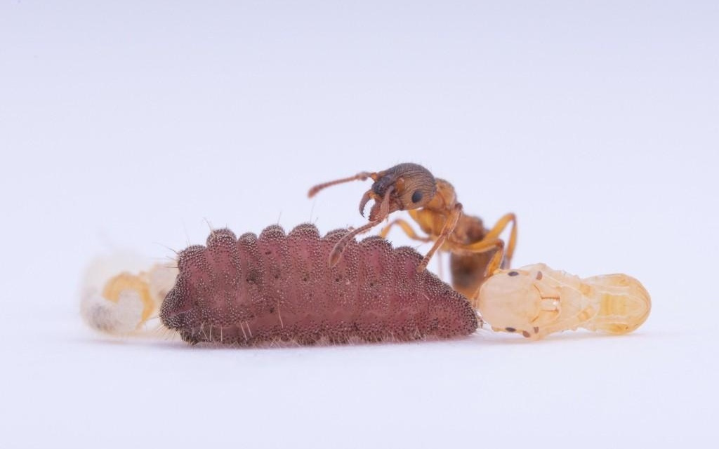 毛毛虫敲击节拍和蚂蚁“聊天”