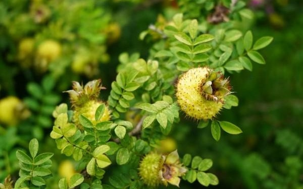 从一条带鱼到一杯刺梨汁,拼多多如何用"千亿扶持"改写供给故事？