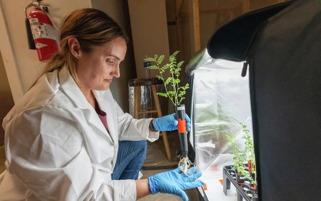 月球上能种菜吗？科学家首次在模拟“月壤”中种出鹰嘴豆