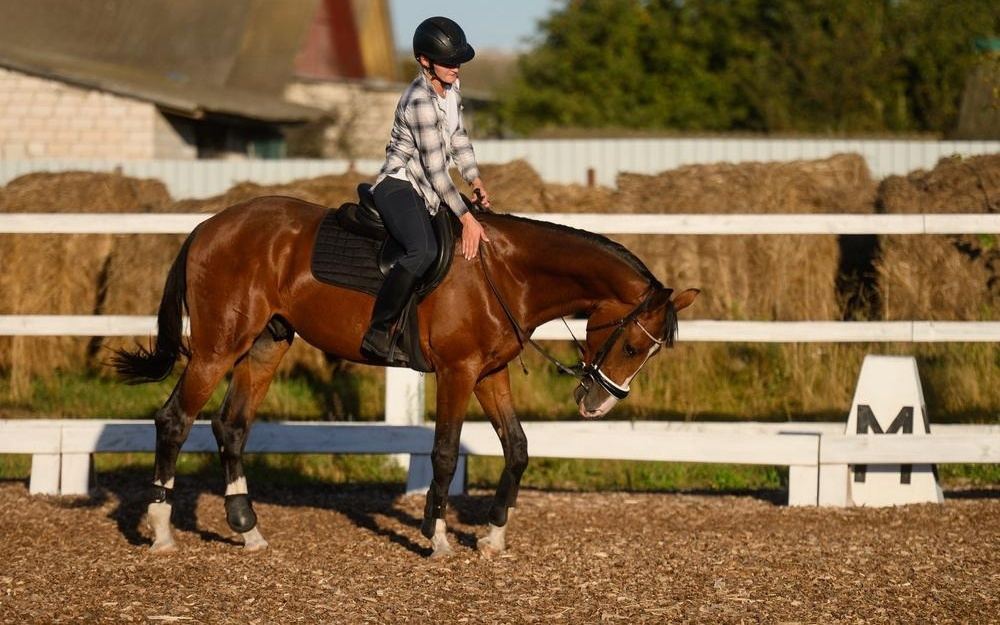 美媒：研究证实，马匹能通过嗅觉感知骑手的恐惧