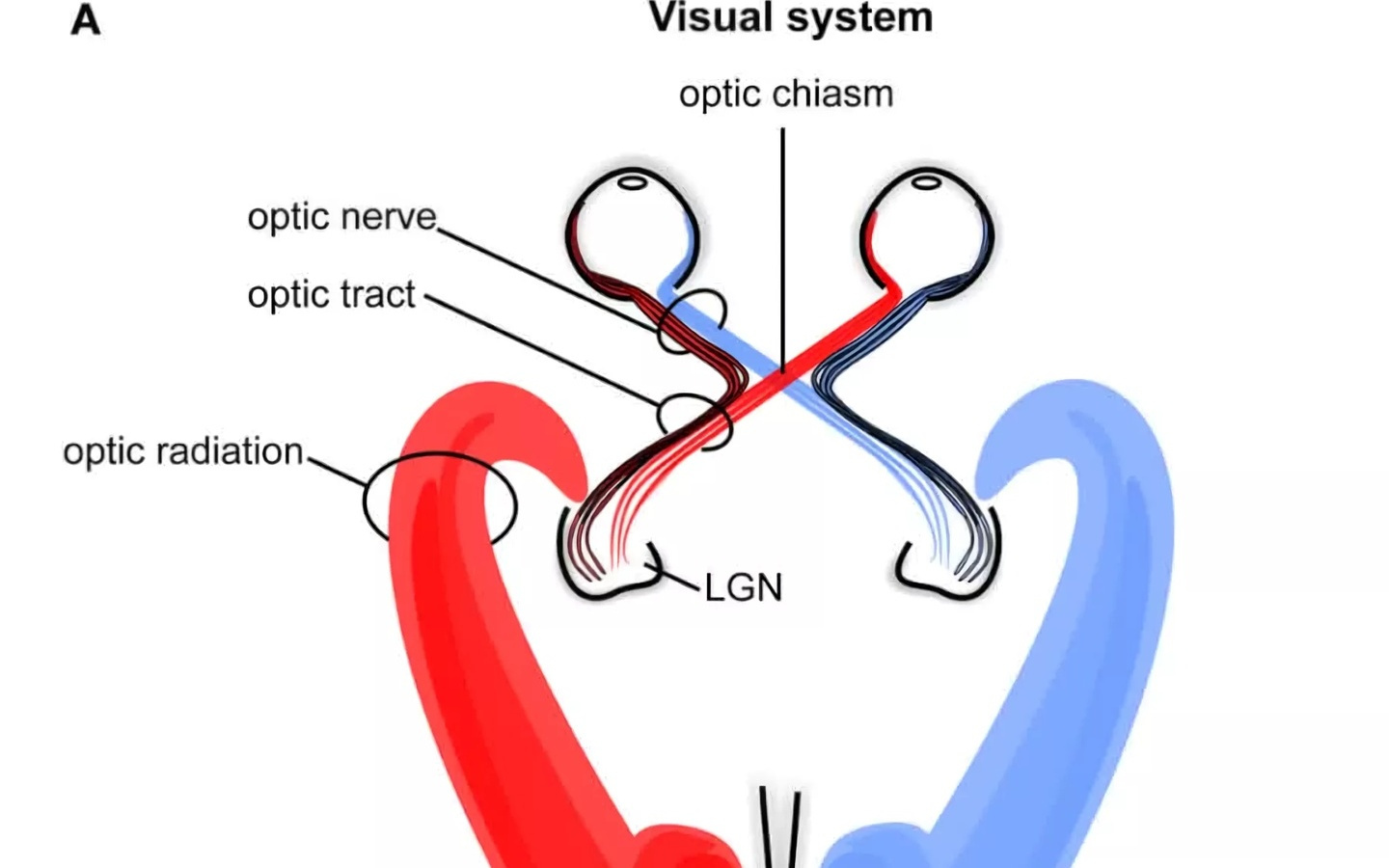 北航新研究登上《自然-通讯》，或让机器人具备人眼级视觉能力