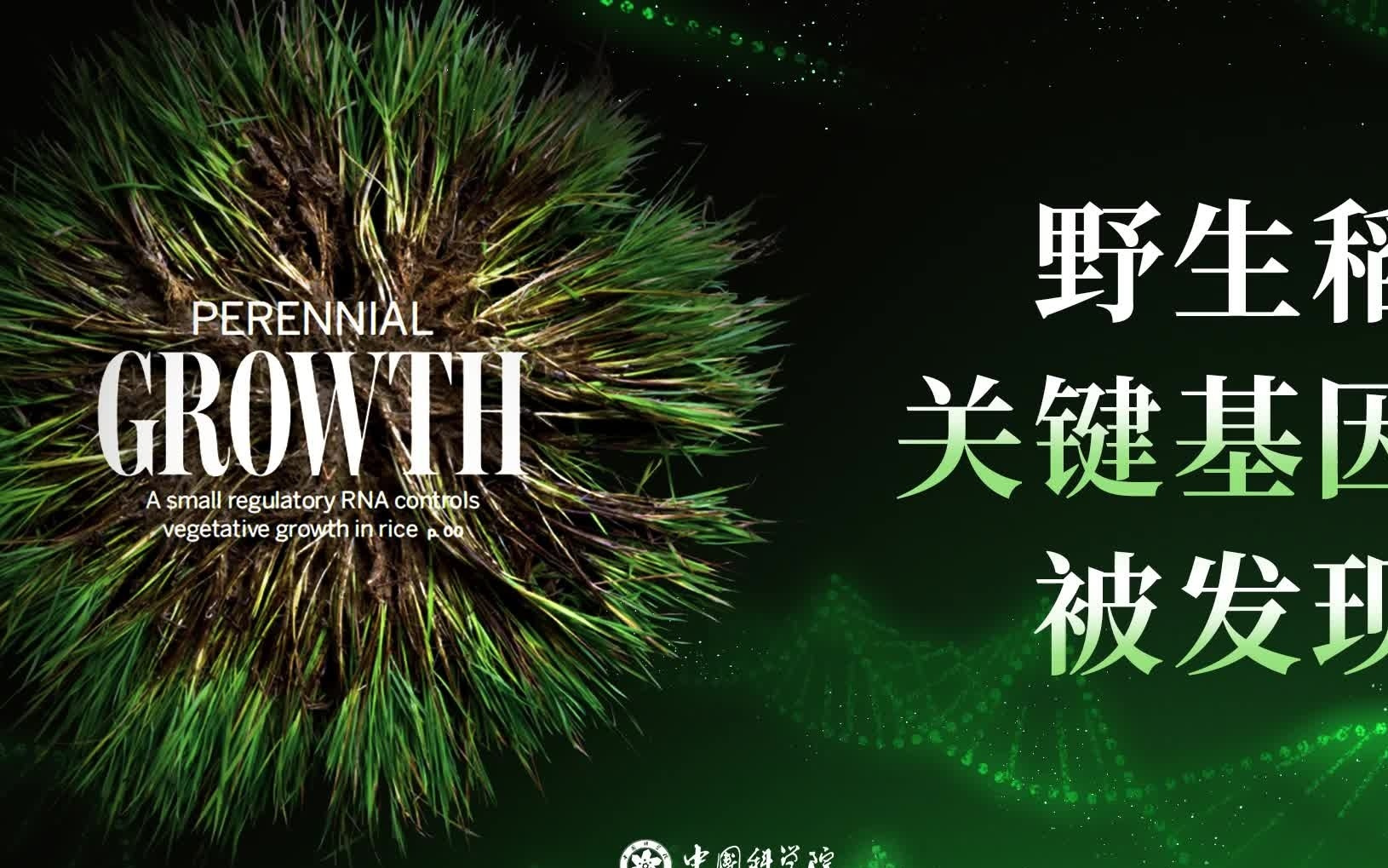 种一次能连续收割：我国科学家培育出多年生“长寿水稻”