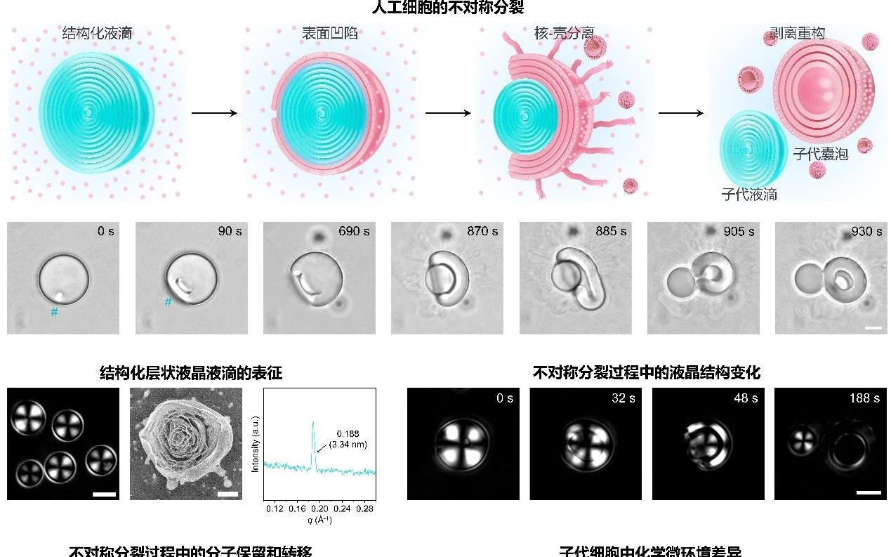 人工细胞形态功能不对称分裂首次实现
