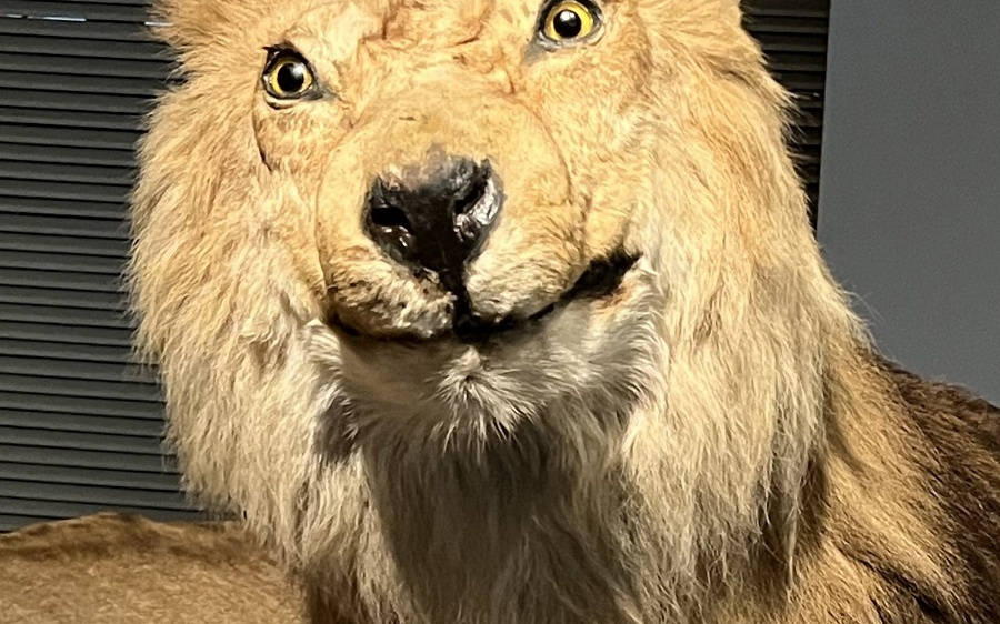 標本制作“神仙打架”！中國動物標本大賽首次在滬舉辦