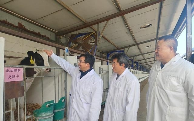 世界首批胚胎干細胞基因編輯克隆牛在河北培育成功
