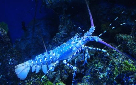 OpenClaw普及势不可挡，要安全但不可“因噎废食”