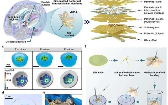中国科学院学者取得微创植入式柔性深脑区脑机接口研究进展
