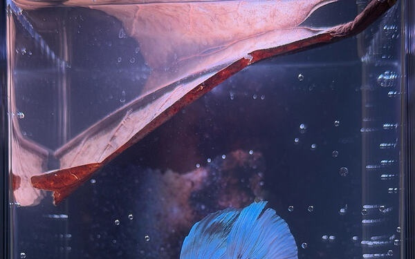 大四学生10天写代码，3个月拿首富3000万当CEO，一个AI时代的魔幻现实故事