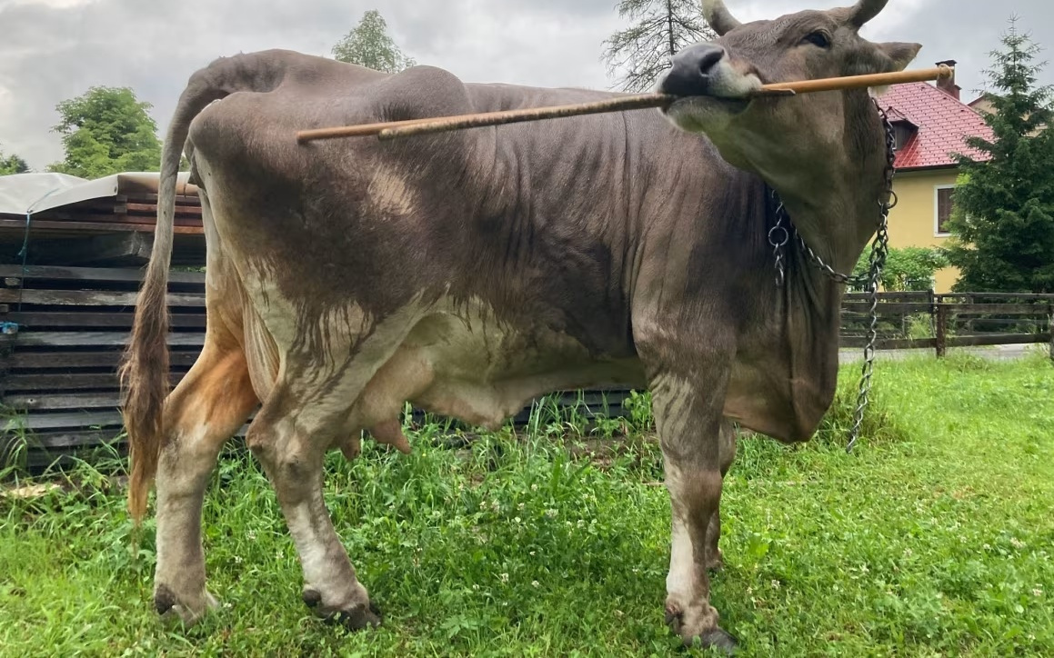 一头牛用扫帚挠痒！1万年来，全球首个牛熟练使用工具案例曝光