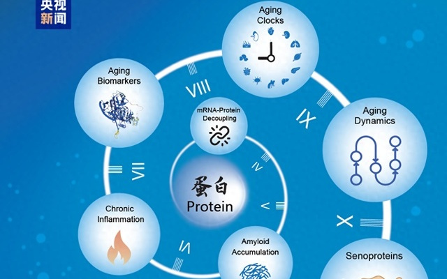 中国科学家揭秘“衰老时间表”