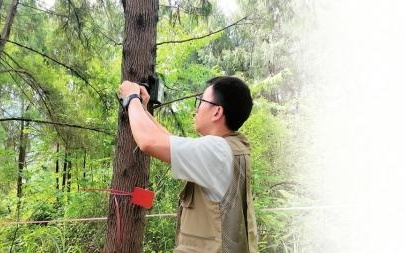 成都龙泉山上的森林听诊器