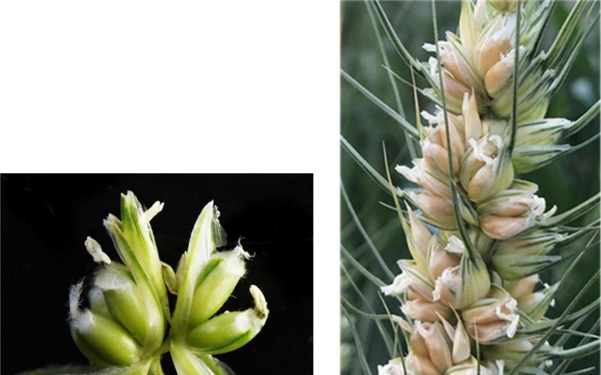一花结三籽：科学家发现小麦关键增产基因，为高产育种提供新思路