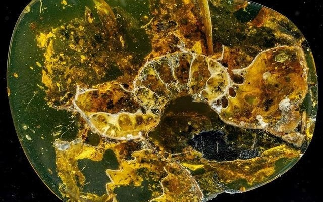 “白垩纪时间胶囊”又有新发现，海陆生物共存在罕见琥珀中