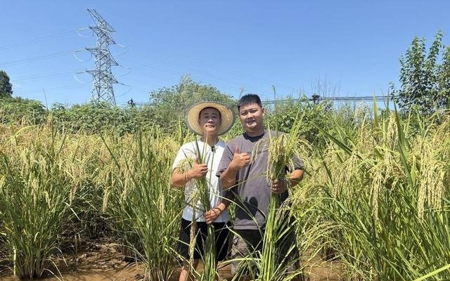 2.1米“超级水稻”引关注 业内人士：矮化育种仍是主要方向