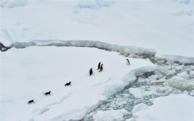 数百万平方公里海冰消失，创历史纪录！南北极推倒全球气候“多米诺骨牌”