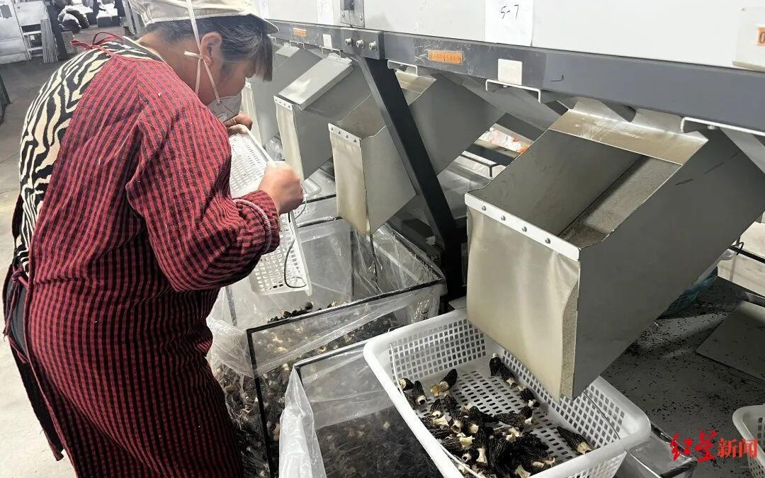 给羊肚菌打“CT”!“AI慧眼”让成都这个全国最大羊肚菌集散中心变身“效率工厂”