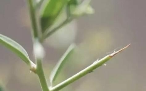 沙打旺、盐爪爪、罗布麻⋯⋯这些植物能治沙 千万不要伤害它｜科普帖