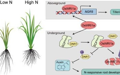 南农科研团队发表Science论文，解锁水稻“减肥增效”密码