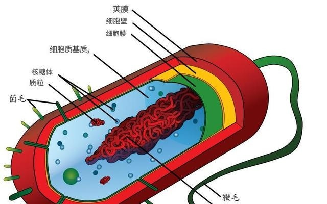 地底也有大量生命存在 能以地震为食