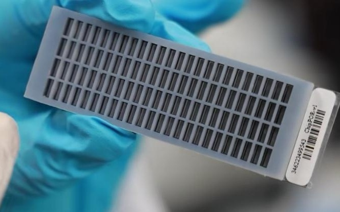 油菜智慧育种有了关键基因信息“大辞典”