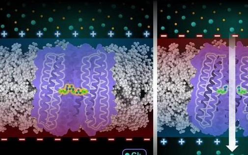 我国科学家在离子通道精确从头设计领域再获突破