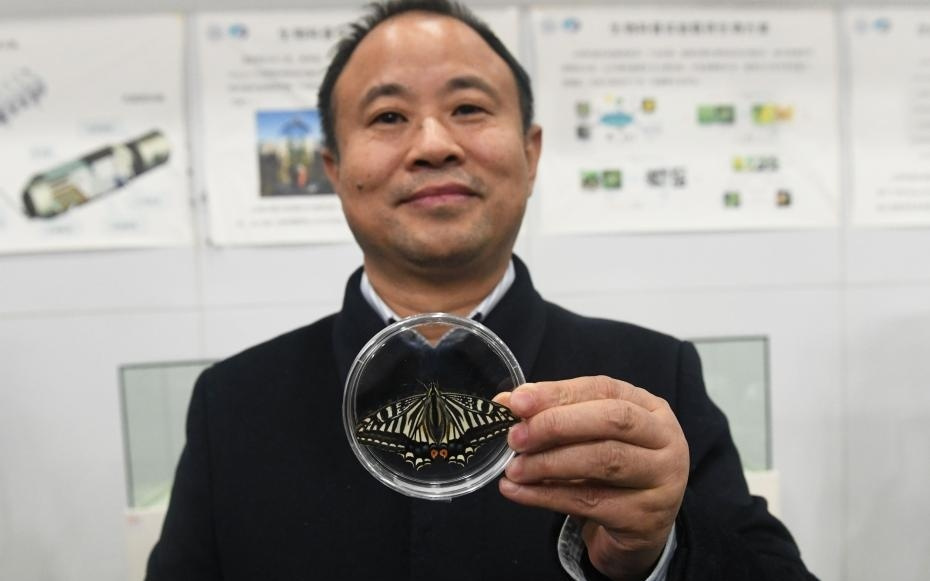 “太空蝴蝶”破蛹飞翔！重庆大学太空生命试验取得新进展