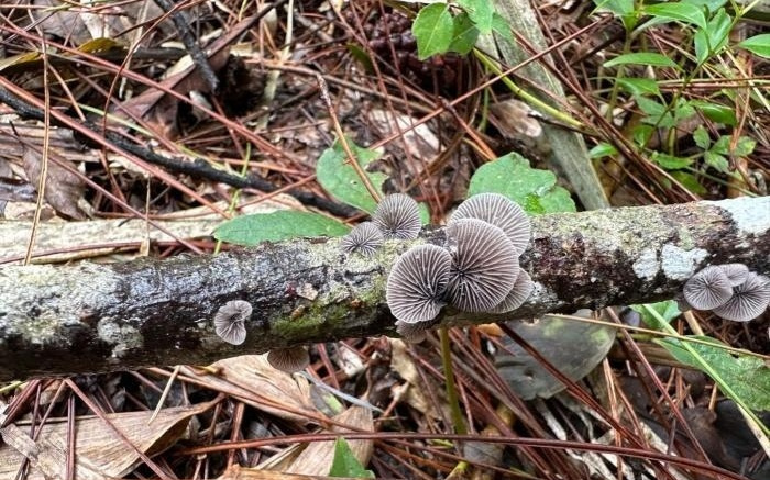 海南热带雨林发现两个木腐真菌新物种