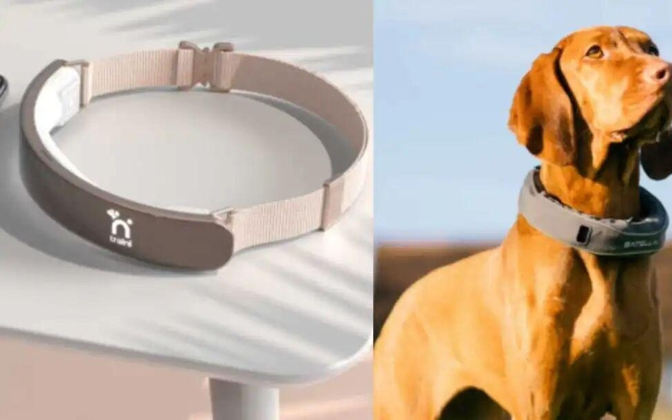 用AI让宠物说人话，正在成为一门生意