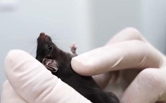 4只“鼠鼠航天员”要上天了,为何是它们?要去做什么?