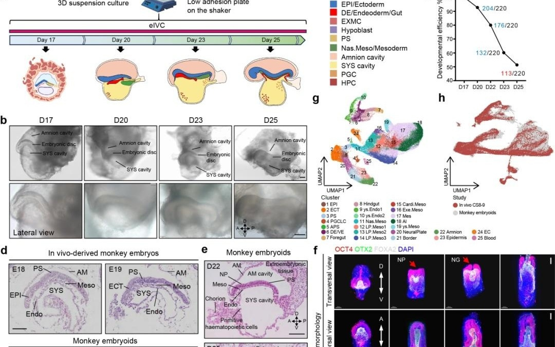 Nature｜上海科学家团队建立干细胞类胚胎模型，揭示灵长类胚胎发育“神秘时刻”