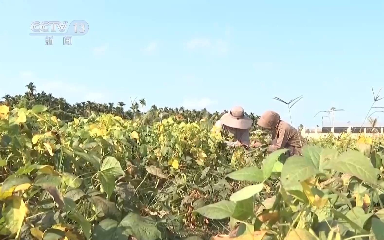 优异性状后代品种筛选出来了！“太空种子”5月或将“北上”试种