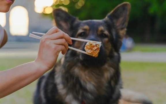 给“毛孩子”吃好点,为什么难成好生意?