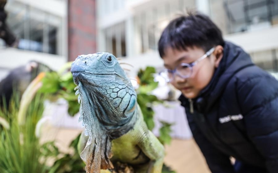 全国最高水平动物标本大赛首次移师上海，738件作品接受专业级严苛评审