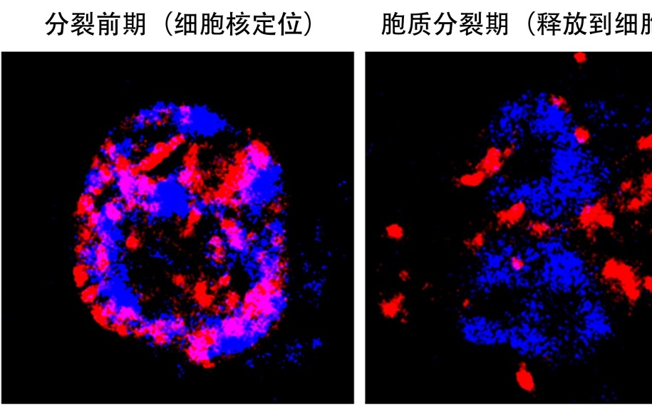细胞壁是植物“长寿秘诀”所在？中国植物干细胞研究取得重要进展