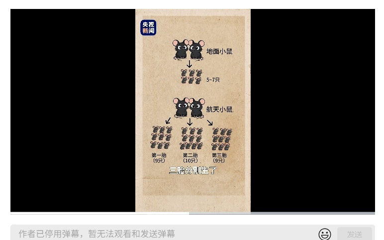 中国空间站“太空小鼠”回地球后，顺利产下第三窝鼠宝宝