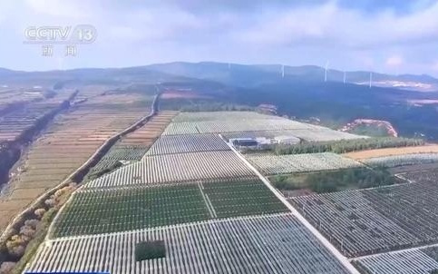 奋进“十五五” 实干开新局丨平均7.5秒摘一颗苹果 “双胞胎”机器人解锁采摘新技能