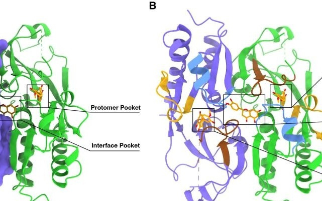 科学家破解豆科植物与根瘤菌共生密码，开辟高效固氮新路径