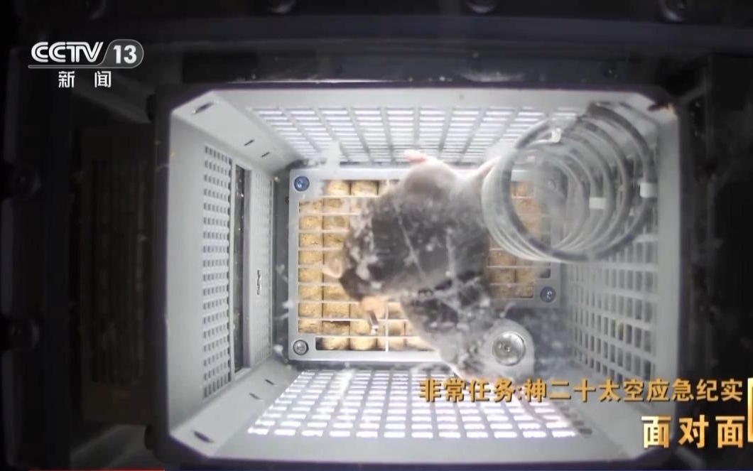 首次上太空的“鼠鼠乘组”在空间站的加班餐食是豆浆