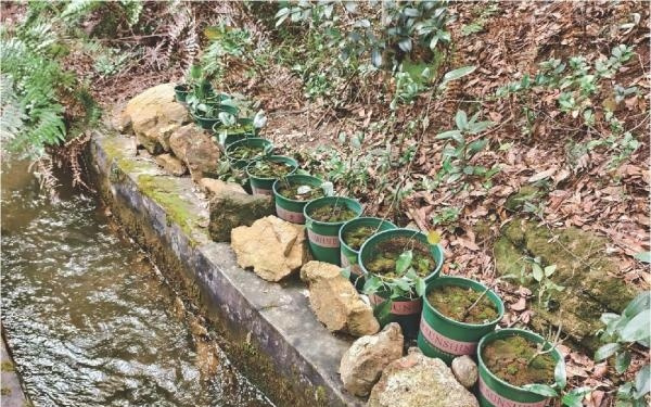 无需种子，在离地数米的枝头生根发芽 高压繁殖法助博罗红豆“延续血脉”